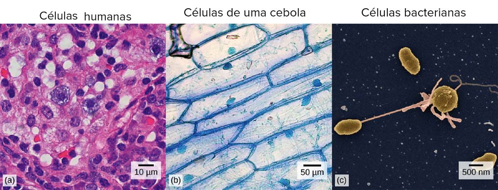 Células humanas / Células de Uma Cebola / Células Bacterianas