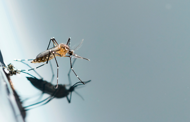 Cuidados com a caixa d’água na prevenção da Dengue, Chikungunya e Zika.