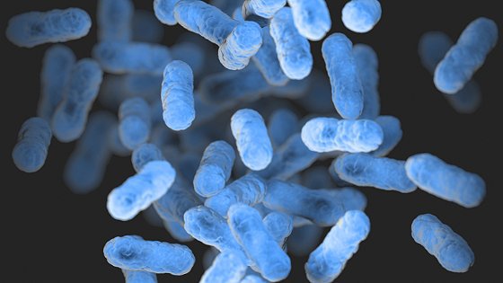 Mitos e verdades sobre a Legionella pneumophila