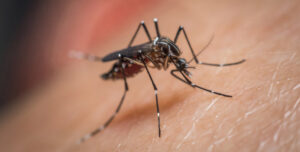 foto macro de mosquito aedes aegypti sugando sangue dengue