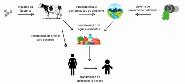 Infográfico Ciclo de transmissão: Escherichia coli