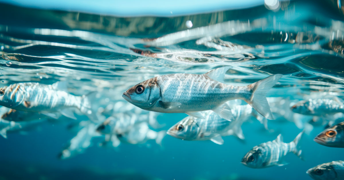 Água para Criação de Peixes: Como Manter um Ambiente Aquático Seguro