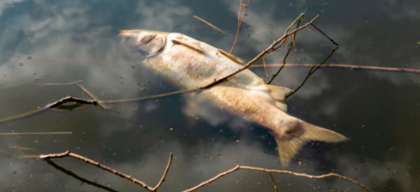 Foto de peixe morto boiando em rio ou lago