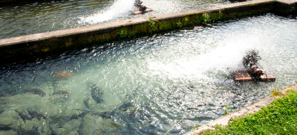 Foto de tanque com criação de peixes