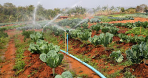 Análise de água para irrigação de hortaliças